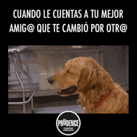 GIF by Prudence México