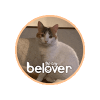 Cat Sticker by Befoods Chile