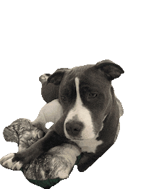 oliviamstaff olivia olivinha somostodosolivia oliviaamstaff Sticker