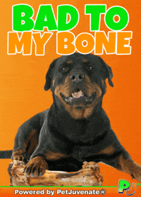 Puppy Love Funny Dog GIF by PetJuvenate - PJ