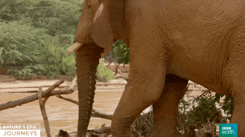 sad nature's epic journeys GIF by BBC Earth