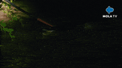 Wild Life GIF by MolaTV