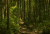 forest GIF