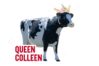 Cow Wisconsin Sticker by UW-River Falls