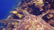 WeAreWater ocean turtle underwater sea turtle GIF