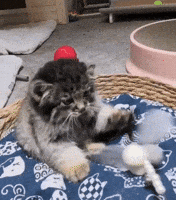 DailyMantle3 cat cute cat baby cat wild cat GIF