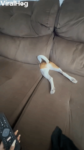Dog Disappears Between Sofa Cushions