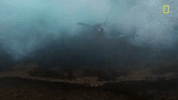Nat Geo Ocean GIF by National Geographic Channel