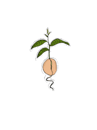 Avocado Avocat Sticker by Whitejungle