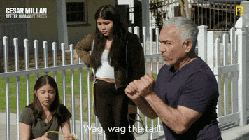 Dogwhisperer GIF by National Geographic Channel