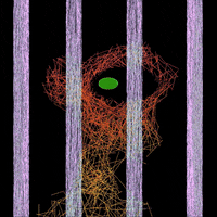 LineApeClub obscure line ape club obscure prints line apes GIF