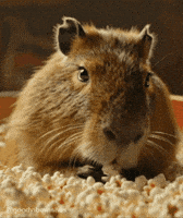Hungry Mouse GIF