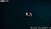 blue planet ocean GIF by BBC Earth