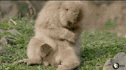 Pbs Nature Monkeys GIF by Nature on PBS