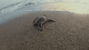 GIF by Oceana