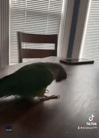 Curious Parrot Loves Making Noise