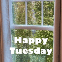 Video gif. Open window shows a wall of foliage while snow falls. Text reads, "Happy Tuesday."
