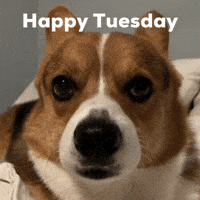 Dog Corgi GIF