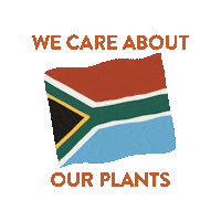 SaffronsGarden plant plants saffron plantmom Sticker