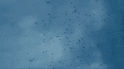 birds speak low music GIF by Speak Low If You Speak Love