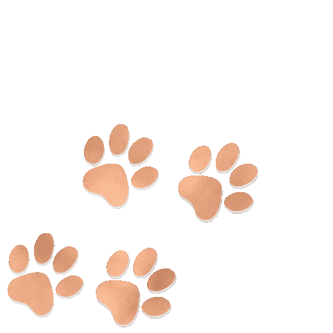 coraliedudafotografie dog hund paws hundepfote Sticker