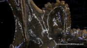 octopus arms GIF by PBS Digital Studios