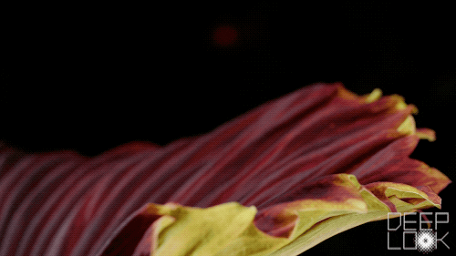 corpse flower bloom GIF by PBS Digital Studios