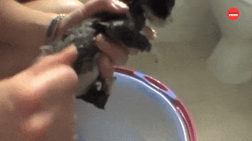 International Cat Day GIF by BuzzFeed