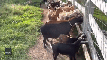Goats Keep Close Eye on Great Dane Puppy 