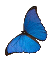 butterfly Sticker by Eden Fine Art Gallery