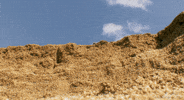 Bbc Africa Turtle GIF