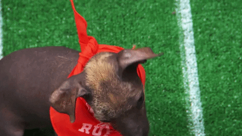 Animal Planet GIF by Puppy Bowl