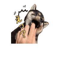 犬 柴犬 Sticker