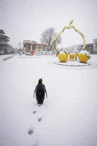 Penguen GIF