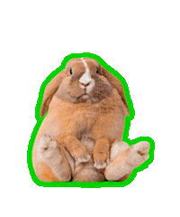 No Thank You Wow Sticker by Alfred A. Knopf