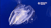 Deep Sea Rainbow GIF by Monterey Bay Aquarium