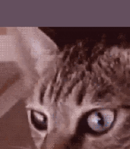 renotitan giphygifmaker GIF