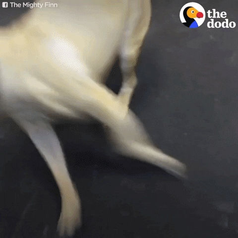 excited dog GIF by The Dodo