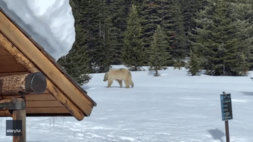 Rare White Grizzly Bear Spotted Roaming