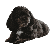 Boo Sticker by SWA