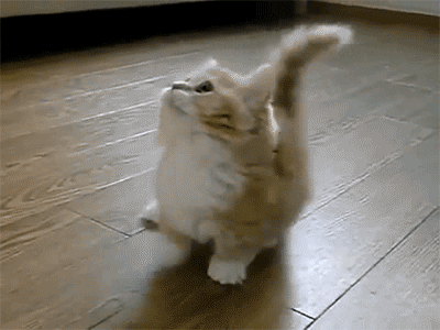 Cat happy to see you