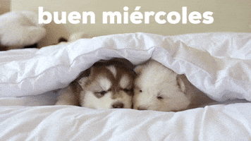 Buen MiΓ©rcoles