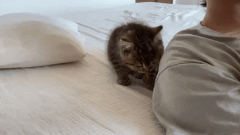 cuteanimalland giphyupload GIF