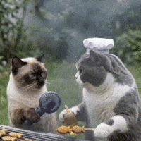 OrbitPaws fight boxing bbq cute cat GIF