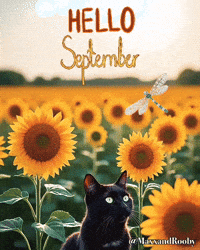 Black Cat Hello GIF