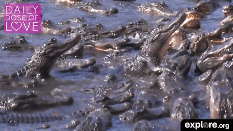 GIF by explore.org