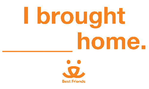 Happy Sticker Sticker by Best Friends Animal Society