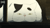 Fat Cat Sleeping GIF by Adult Swim