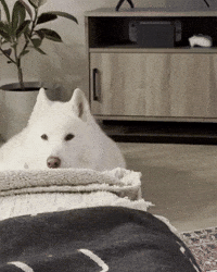 Fall Jax GIF
