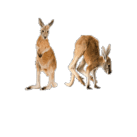 Kangaroo Popcorn Sticker by Studiocanal Germany